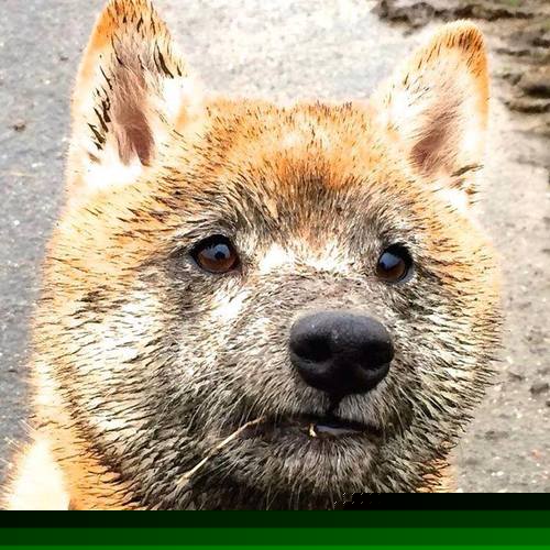 熊猫直播-博卡青年锋线表现抢眼，博卡青年2020主力阵容